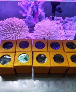 Alternative view of Nụ TRẦM HƯƠNG – VIP đặc Biệt